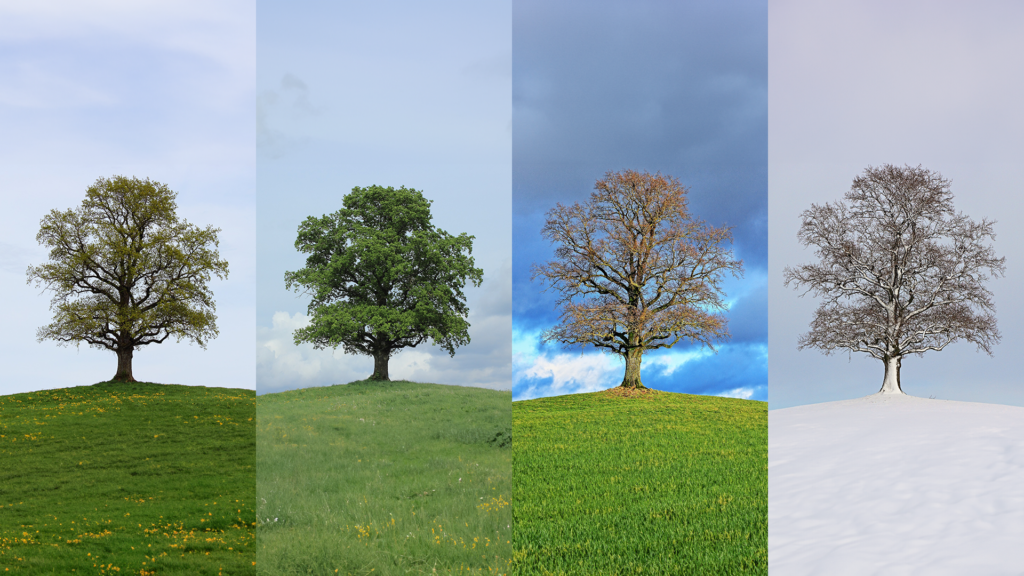 A tree in four different seasons.
