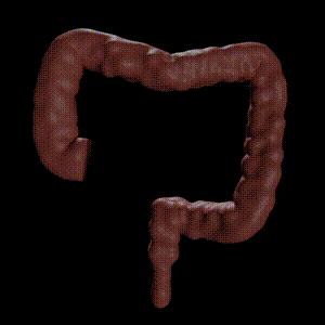 A CGI Large Intestine