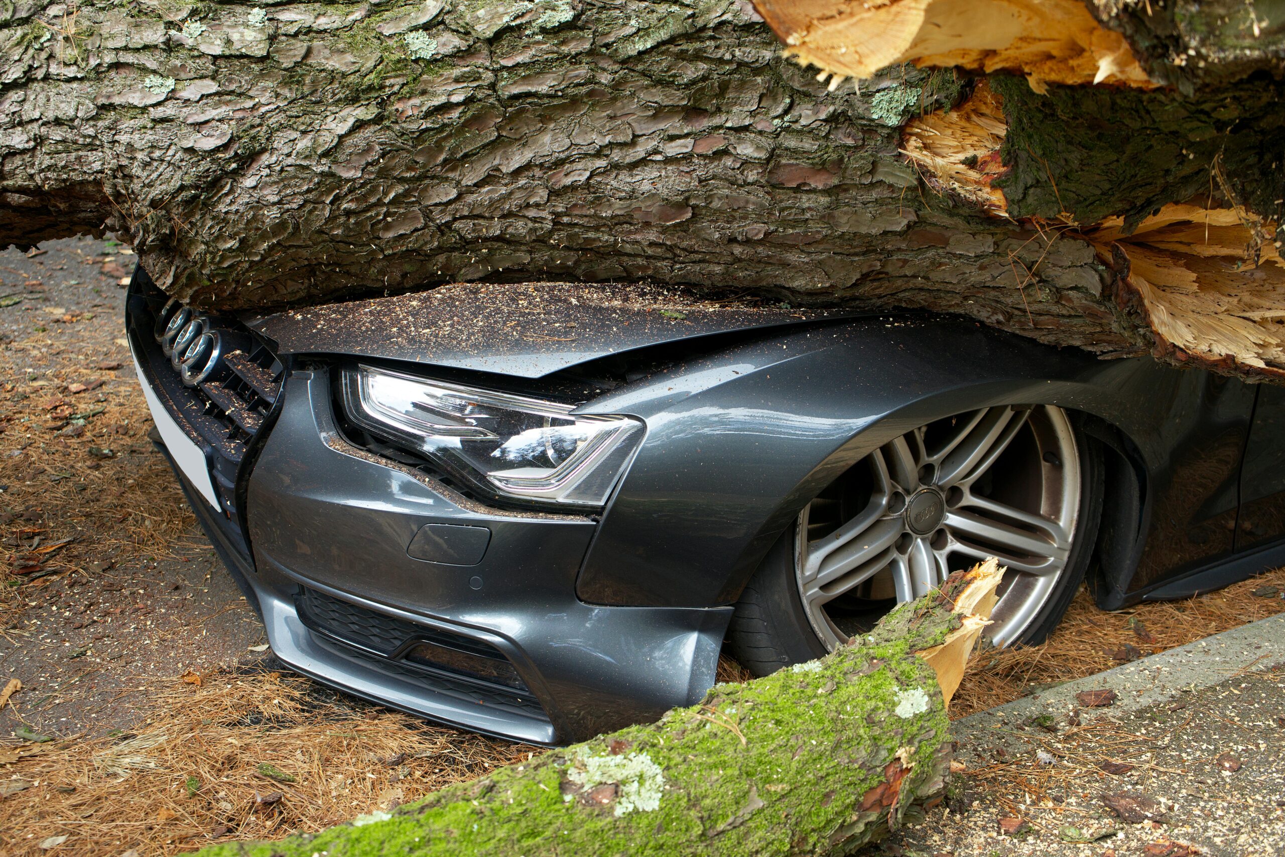 The bonnet of a car crushed by a tree on a sidewalk.