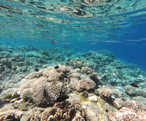 coral reef beneath ocean surface