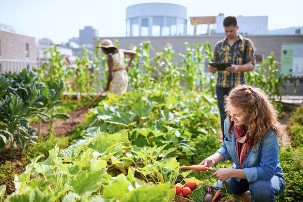  Sustainable Urban Gardening, 10 Methods for Green City Living