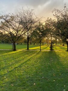 A picture of light shining through some trees on the meadows, Edinburgh, representing what I perceive as silence. 
