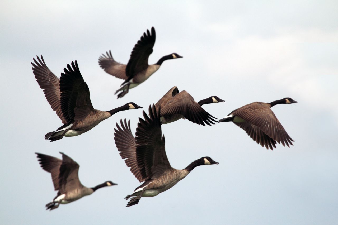 Canada goose animal clearance practices