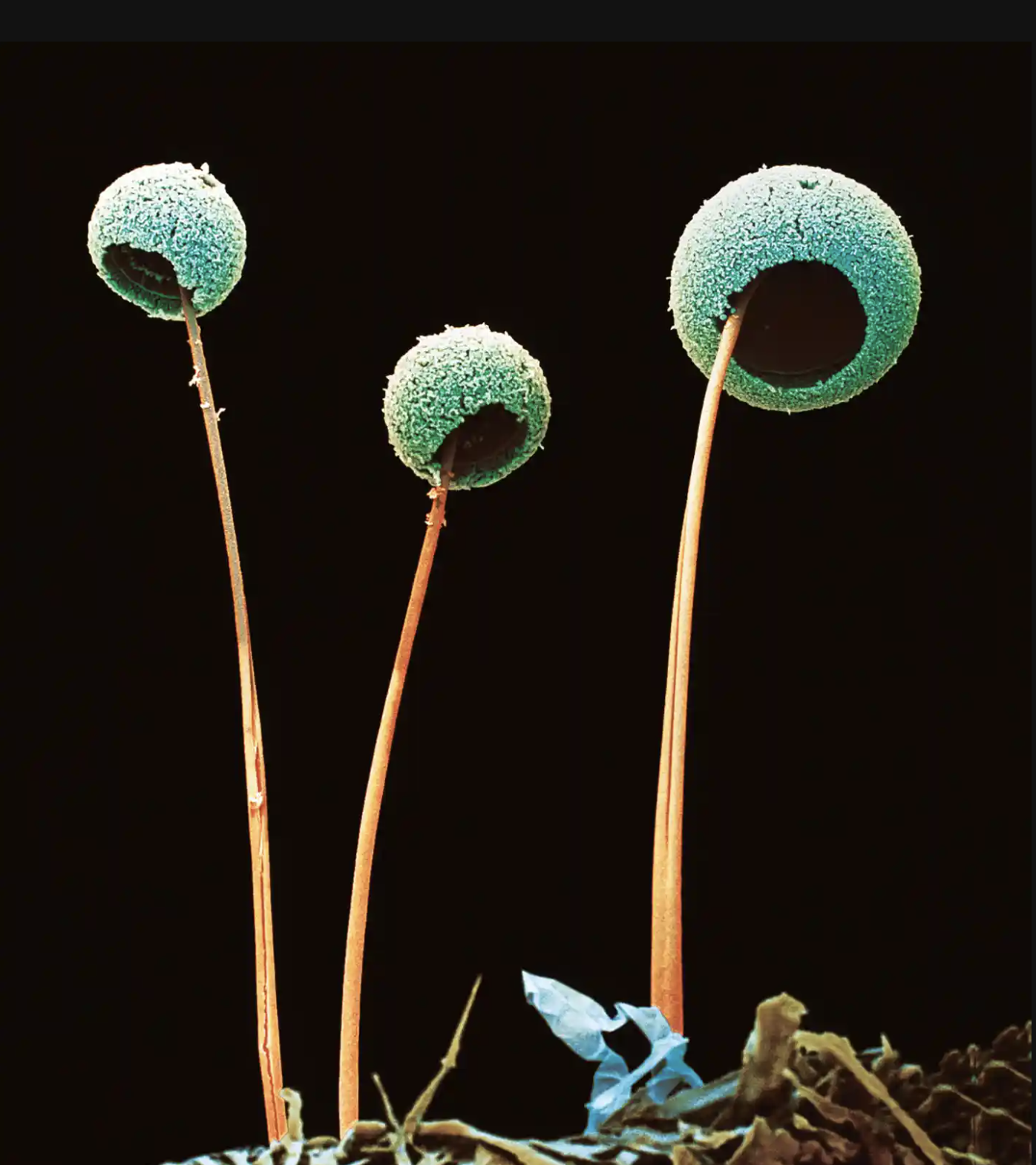 Прорастающие споры гриба. Грибы аспергиллус. Грибок аспергиллус. Спора грибница под микроскопом. Микроскопические грибы fungi.