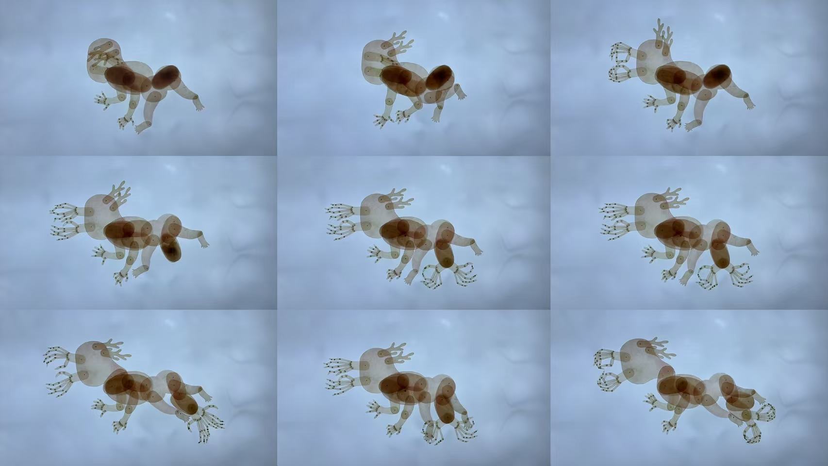 EryaoWishing Your Child Becomes a Dragon 58 seconds Stop-motion animation