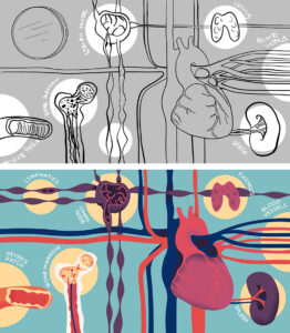 Story board illustrations of organs within the body