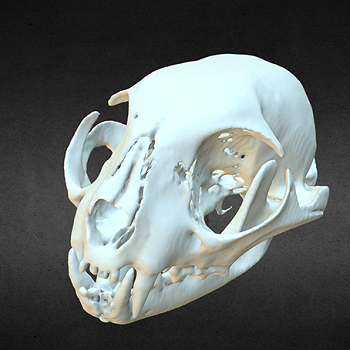skull of wildcat