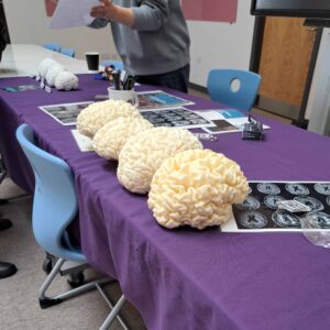 3d printed brains on display on a table.