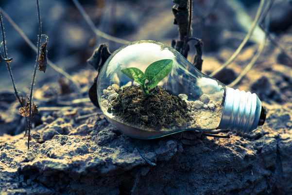 Abstract image of a lightbulb with greenery inside