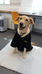 A happy tan dog wearing a black academic gown sits on a soft white rug in a bright room. 