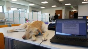 Golden dog asleep on a large white table in a bright office setting. 