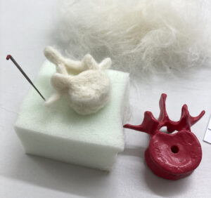 A felt vertebrae with its model.