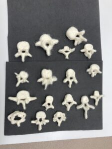 Finished felt vertebrae.