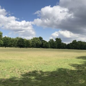 A view across green grass towards tall trees in Hyde Park.