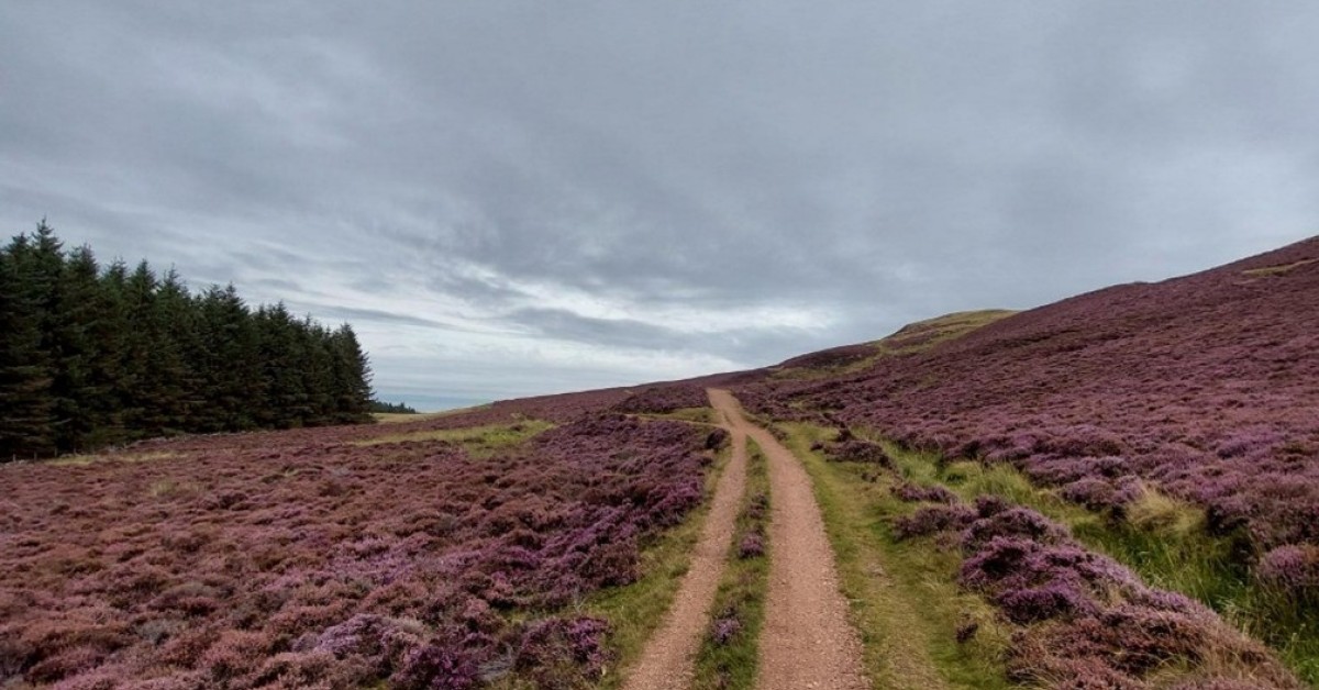 A country path with purple flowers on either side