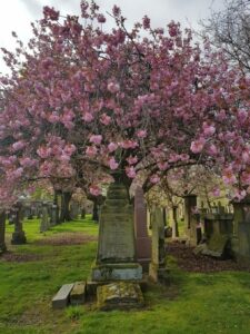 A blooming cherry tree behind a tombstone, creating a peaceful and reflective atmosphere.