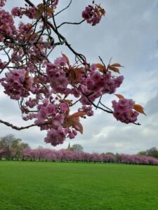 A vibrant cherry blossom tree in full bloom, surrounded by green grass with a row of cherry trees in the background.