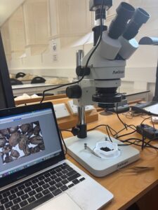 A microscope sits on a wooden desk next to a laptop displaying an image of plant seeds. A small dish containing black material is placed under the microscope lens.