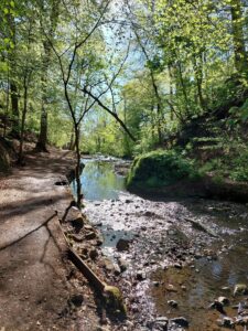 A serene river flows through a lush forest, surrounded by tall trees and reflecting the sunlight on the water's surface.
