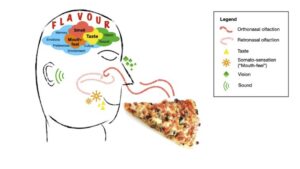 Diagram of how flavour is synthesised by the brain, mouth, nose and ears