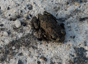 Thomas Farrugia's picture of a toad (Beta Bugs Ltd)