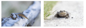 Froglets or Toadlets