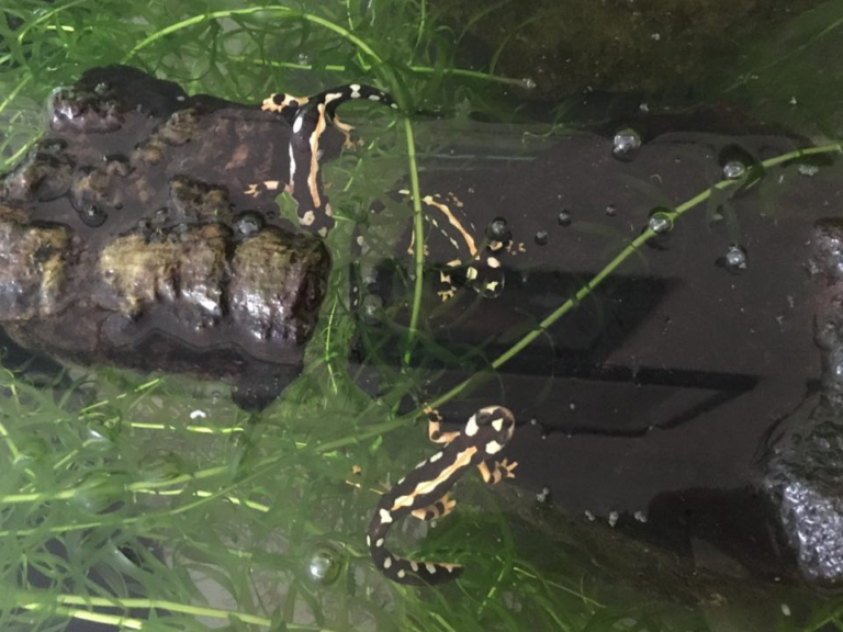 Thoughts on community and group work whilst studying online Emilia