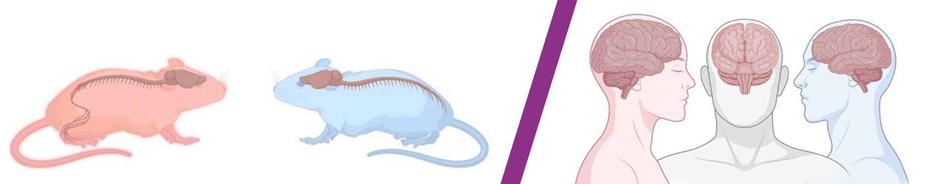 Diagram illustrating the structure of the brain in mice and in humans