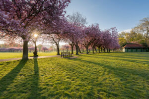 Photo of the Edinburgh Meadows in the sunshine, with a row of cherry trees in full bloom.