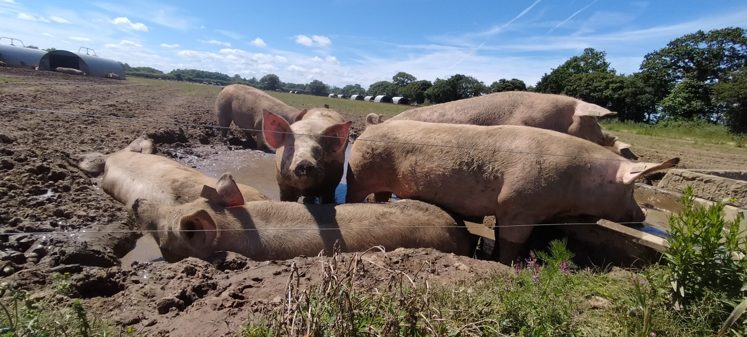 A group of pigs outside in the sunshine.