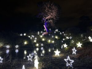 Multiple lit up stars surrounding a tree.