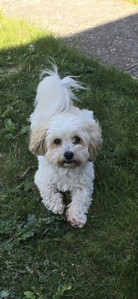 a fluffy white dog