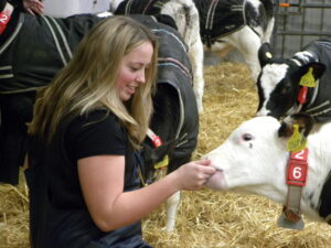 A person feeding a cow.