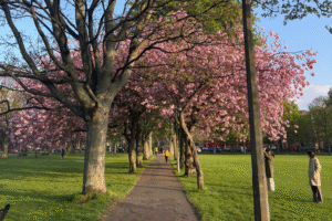 Cherry blossom trees at the Meadows.