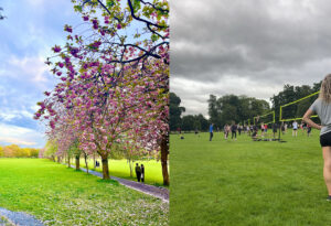 A montage of images. Image on the left shows large pink cherry blossom trees lining the path through the Meadows park. The right hand image shows volleyball nets and players in the Meadows park.