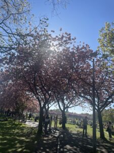 Cherry blossom treed line a path in the Meadows park. Groups of people are spread out across the park.