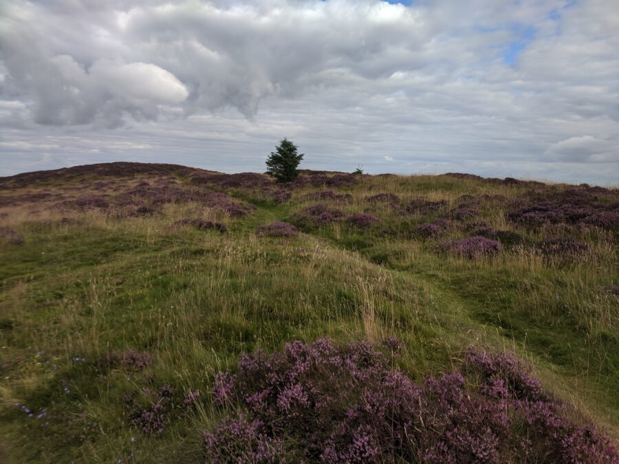 A path is worn through a field of grass and heather leading up to a small evergreen tree.