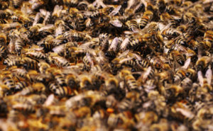 Bees from the University's own hives