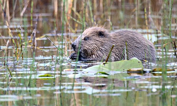 Scottish Beaver at Knapdale Forest, Argyll, Scotland