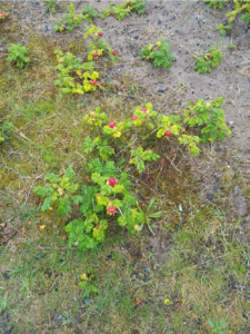 Green plants with red berries