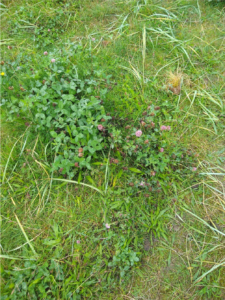 Plants and grassland