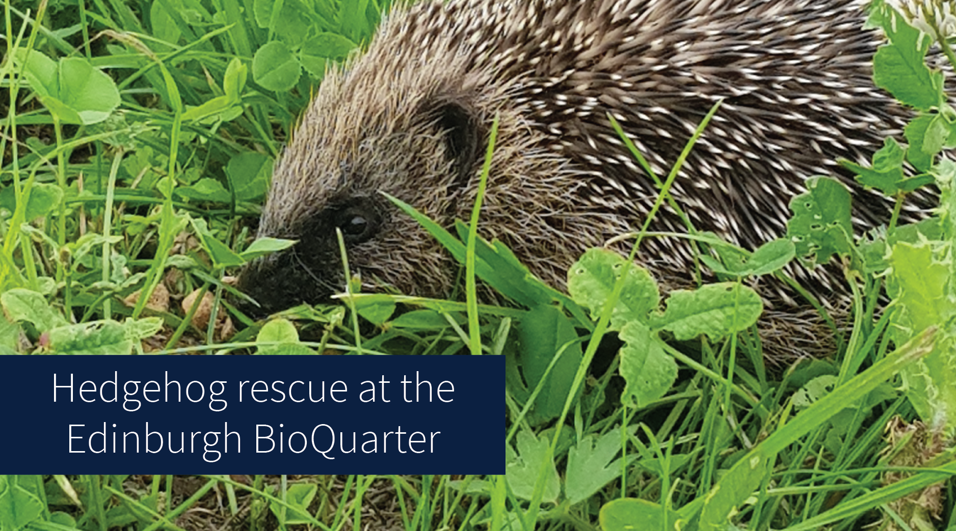 Hedgehog rescue at the Edinburgh BioQuarter