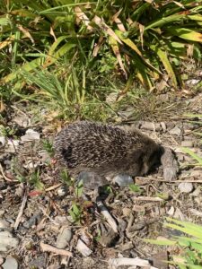 Hedgehog in sun