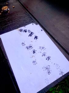 Hedgehog footprints