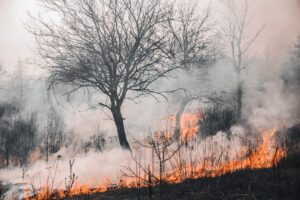 Trees burning