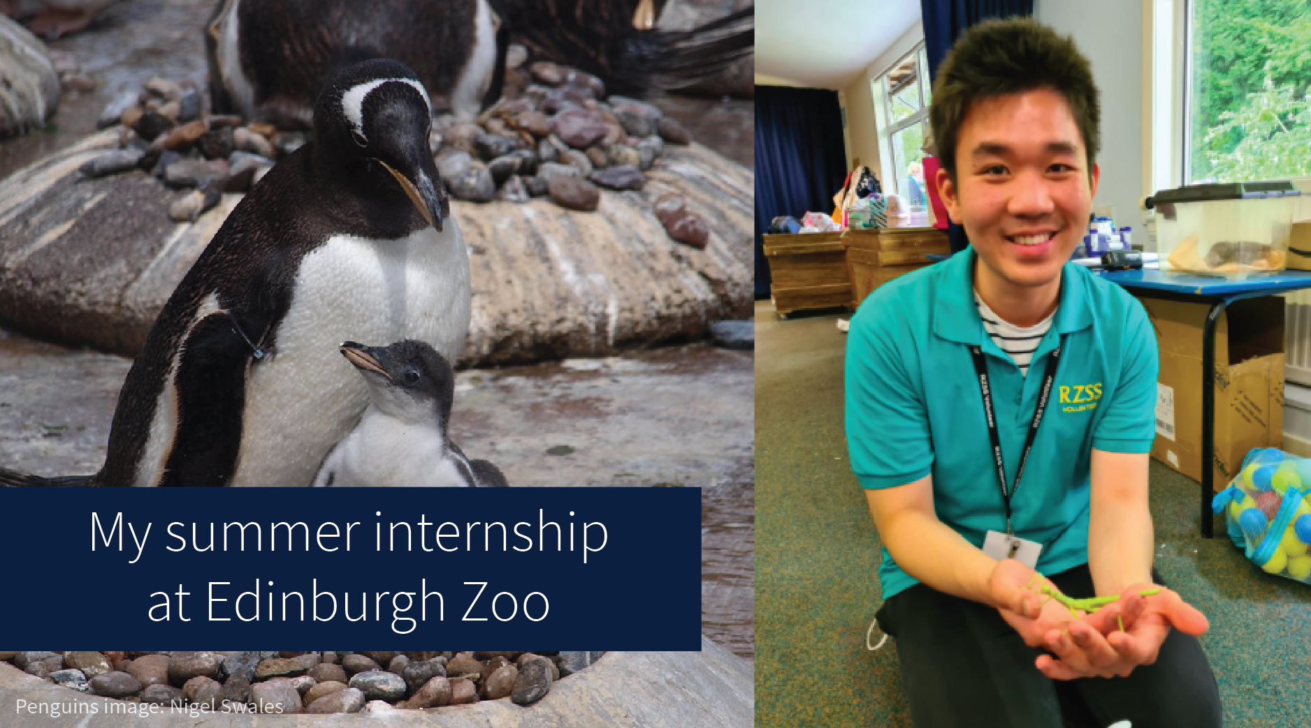 My summer internship at Edinburgh Zoo, photo of penguins (Nigel Swales) and student, Nathan Oenardi