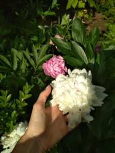 Hand cupping flower by Kim Vender