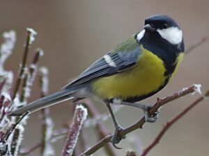 Great Tit, white yellow and blue perching on branch