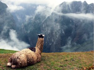  llama sits atop one of the terraces of Machu Picchu, Peru.