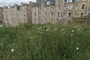 Edinburgh University green roof on Buccleuch Place student accommodation. A great example of incorporating wildflowers on a vegetated roof.